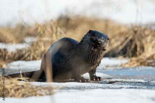 Obraz the otter's grimace