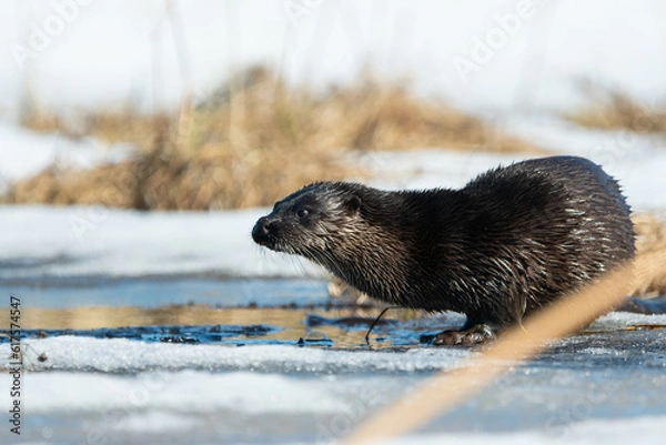 Obraz Otter on the ice