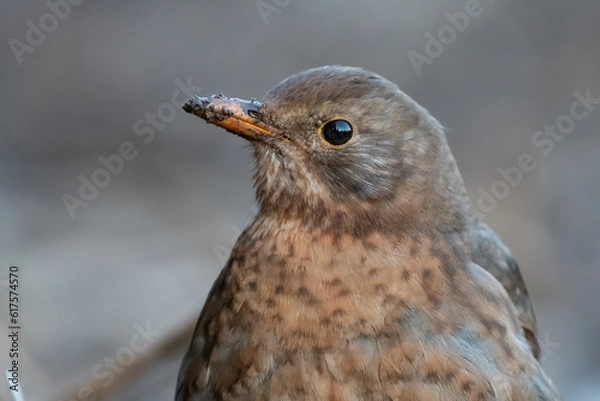Obraz The lady blackbird