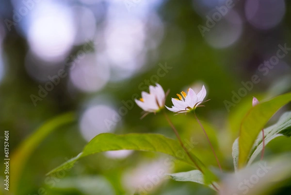 Obraz Arctic starflower