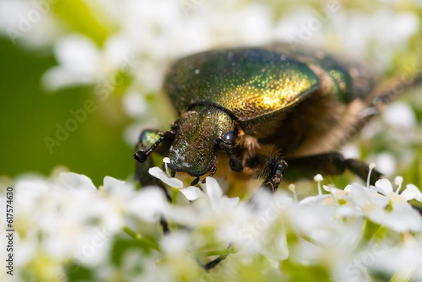 Obraz Green rose chafer