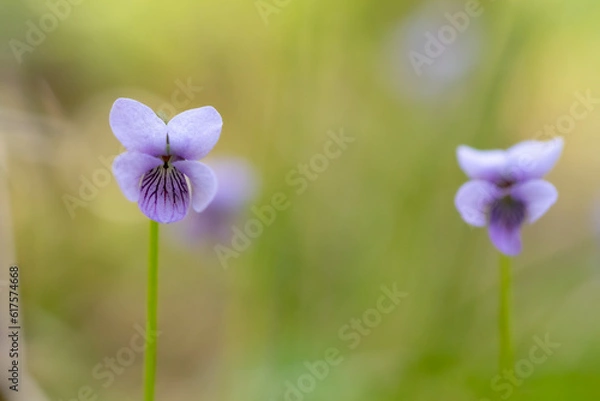 Obraz Marsh violets