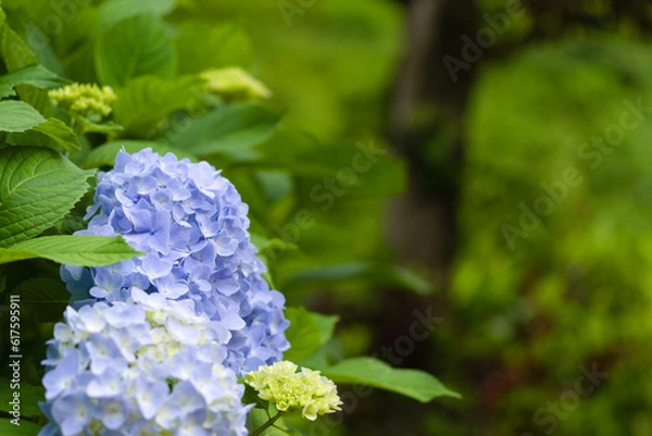 Fototapeta 水色のアジサイ