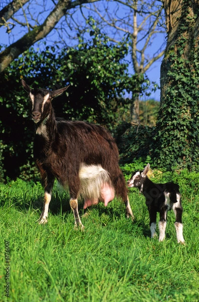 Fototapeta CHEVRE ET CHEVREAU 2