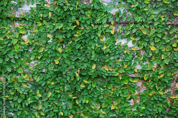 Fototapeta Gecko plant grows on a brick wall.