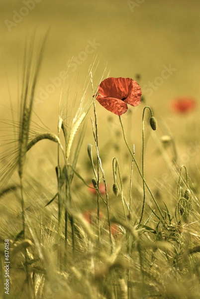 Obraz coquelicot