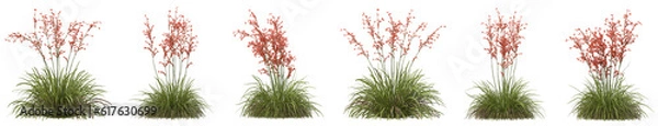 Obraz Set of Hesperaloe parviflora plants with isolated on transparent background. PNG file, 3D rendering illustration, Clip art and cut out