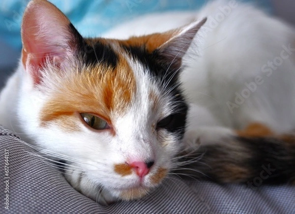 Fototapeta Nostalgic cat