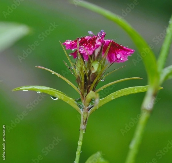 Fototapeta Rained flower