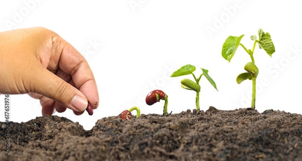 Obraz Farmer hand seed planting with seed germination sequence