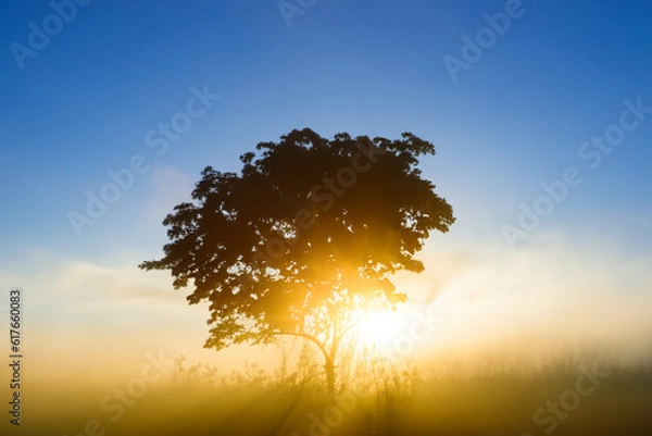 Obraz sunset in the forest