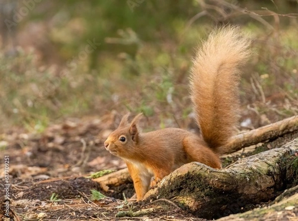 Fototapeta squirrel with tail up stands on a pile of tree bark
