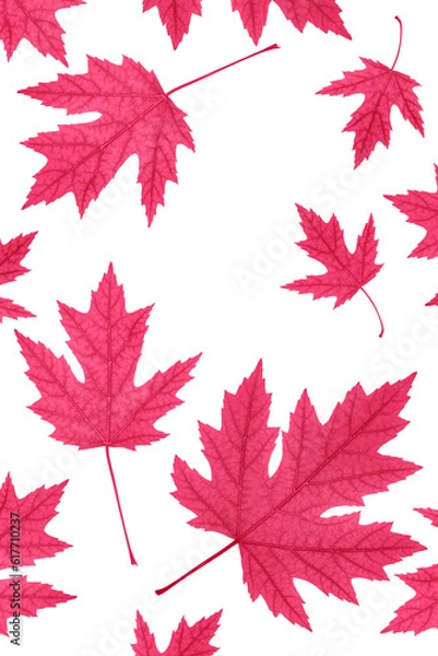 Fototapeta Maple leaves in viva magenta color on a white background. Trending color of 2023 - Viva Magenta. Top view, copy space.