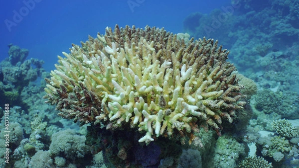 Fototapeta Bleached Hard Table Coral Acropora. Bleaching and death of corals from excessive seawater heating due to climate change and global warming. Decolored corals in Red Sea, Safaga, Egypt