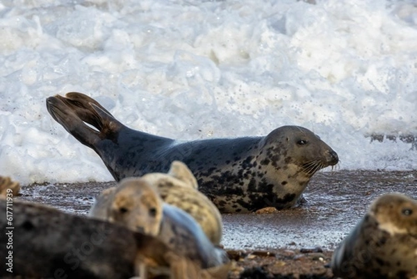 Fototapeta a seal that is laying down by some water and sand