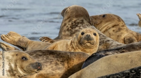 Fototapeta Large pod of seals lounging on a sandy beach in front of a peaceful ocean