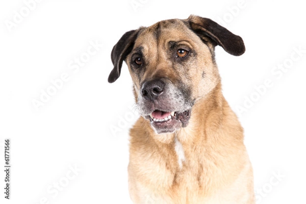 Fototapeta Mixed breed dog on a white background
