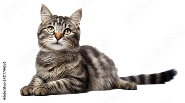 Fototapeta Curious cat in transparent background. AI generative