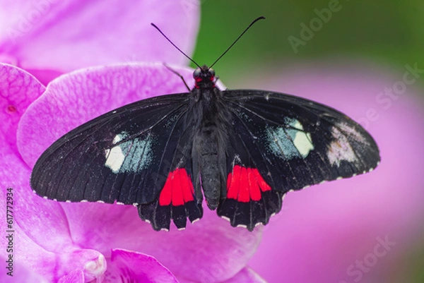 Obraz Iphidamas cattleheart  butterfly, (Parides iphidamas), with open wings on a violet orchid