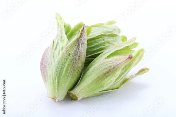 Obraz ふきのとう