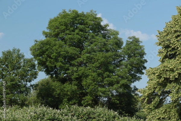 Obraz pine tree in the forest