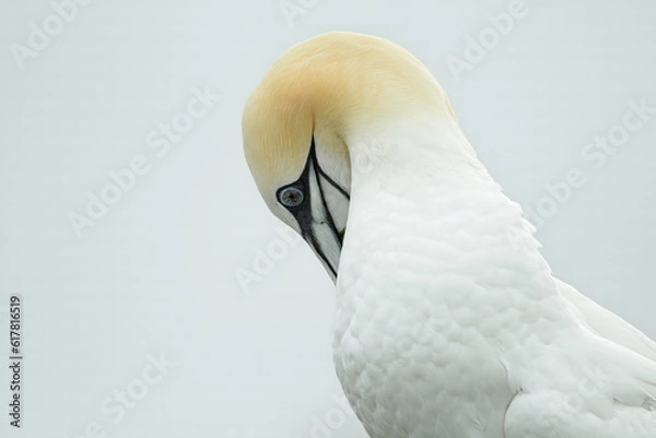 Obraz Northern Gannet