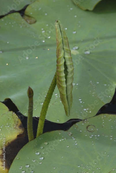 Fototapeta nénuphar