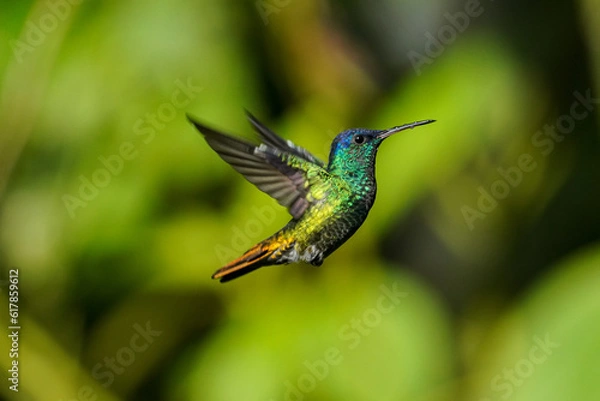 Obraz Fliegender Kolibri