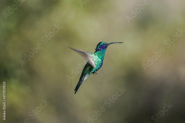 Obraz Fliegender Kolibri 