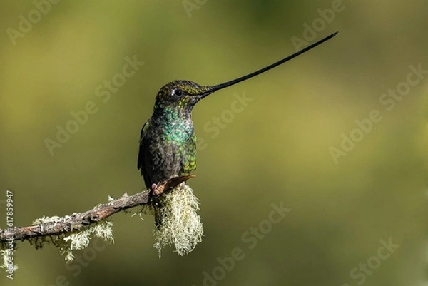 Obraz Schwertschnabelkolibri auf einem ast