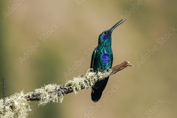 Fototapeta Kolibri sitzt auf einem Ast