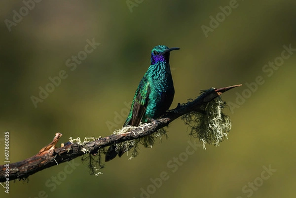 Obraz Kolibri auf einem Ast