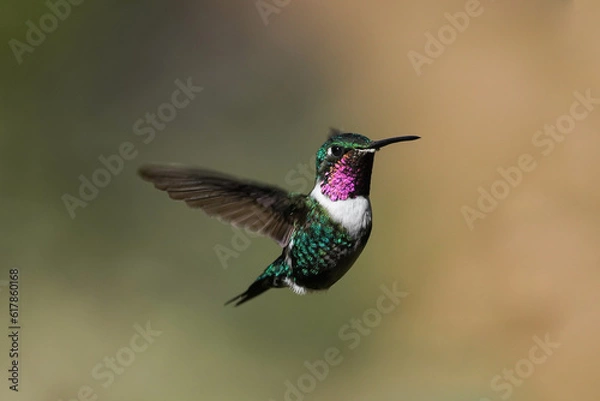 Obraz Kolibri am fliegen