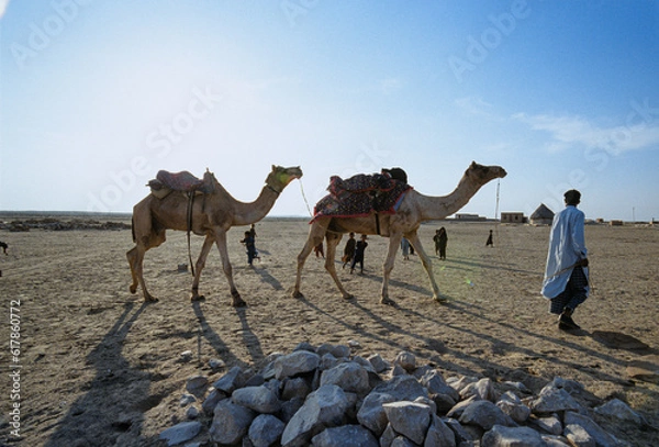 Obraz Walking camels