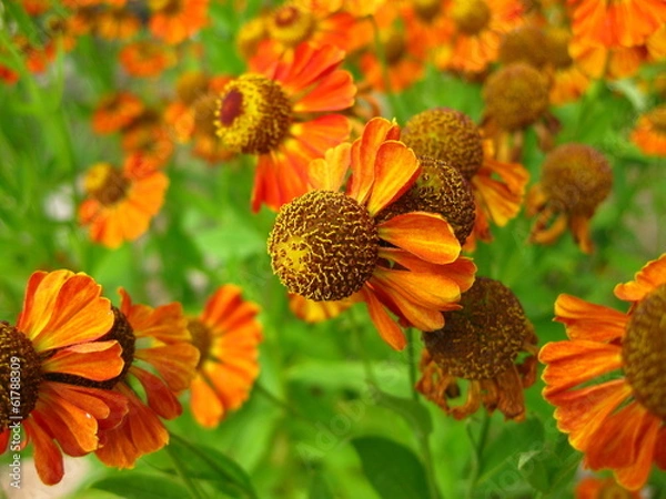 Obraz Цветущая гайлардия