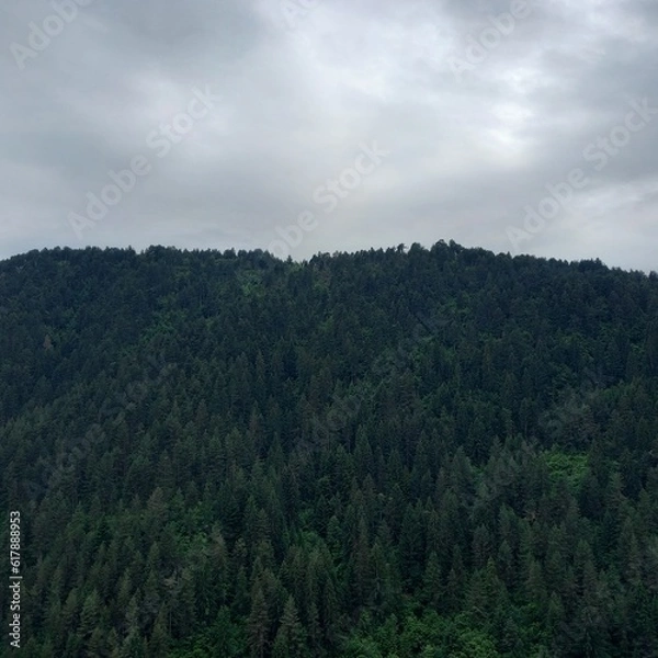 Obraz clouds in the forest