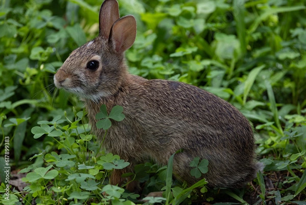 Obraz rabbit among clovers