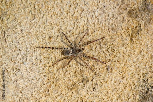 Obraz spider on the ground