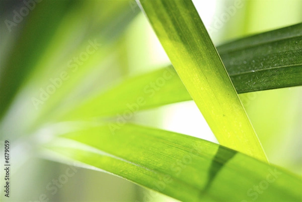 Obraz graphisme végétal