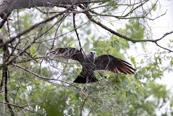 Obraz Mississippi kite taking flight