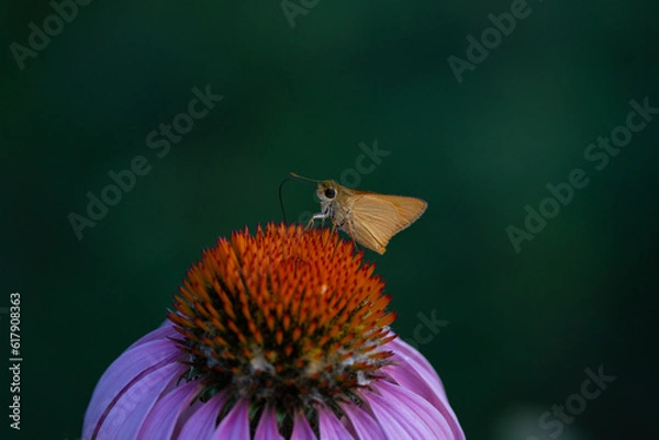 Fototapeta moth pollinating a flower