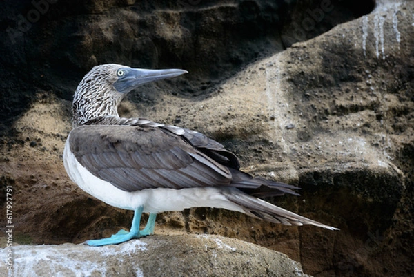 Fototapeta Blue Footed Booby
