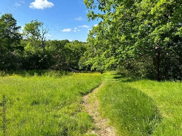 Fototapeta View of a winding footpath, through long grass, past old trees, on a sunny day near, Thornton, Bradford, UK