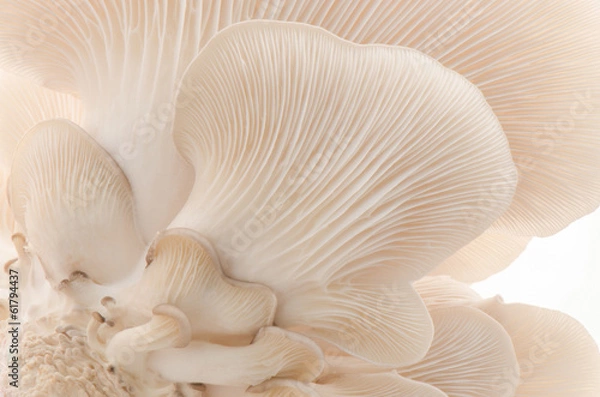 Fototapeta Oyster mushroom