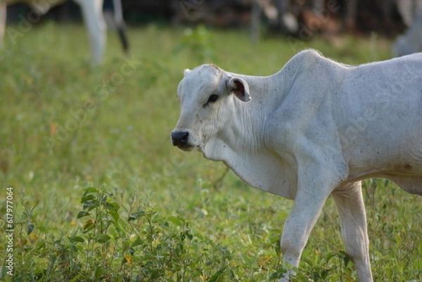 Fototapeta Close-up view of beautiful and healthy Nellore calv grazing