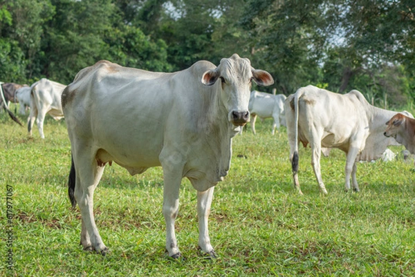 Fototapeta Strong white Nellore cow in the foreground grazing
