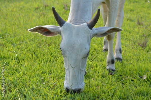 Fototapeta Close-up view of a Nellore cow with its head down eating green grass