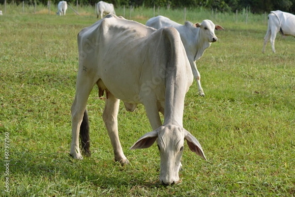 Fototapeta Close-up view of a Nellore cow with its head down eating green grass