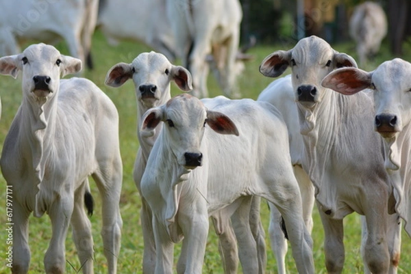 Fototapeta Nellore calves grazing at sunset in a greenish pasture in the Brazilian spring