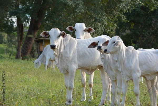 Obraz Nellore calves grazing at sunset in a greenish pasture in the Brazilian spring